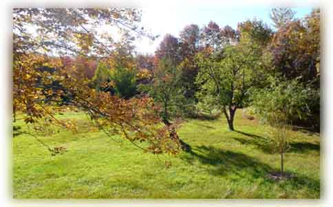 Trees