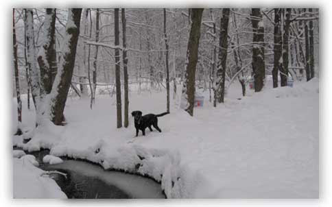 Mid Winter